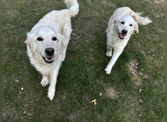 Golden Retriever Welpen vom Züchter – liebevoll & familiär aufgezogen