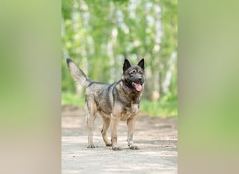 Aquila, der perfekte Hund mit besonderen Bedürfnissen sucht eine Familie