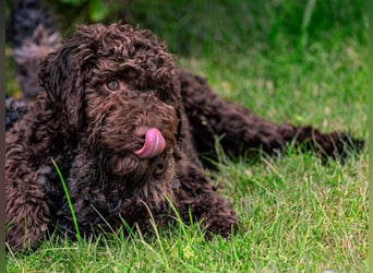 Lagotto Romagnolo Welpen, 6 Welpen suchen ein Zuhause