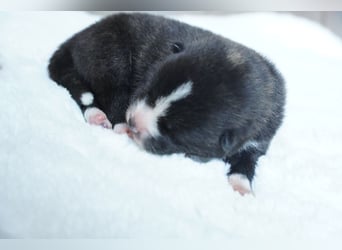 Akita Inu Welpen | A-Wurf | Japan Akita | Ahnentafel | VDH 