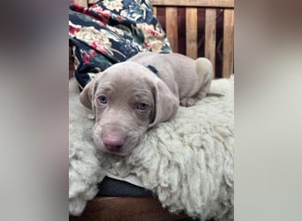 Weimaraner-Mix Welpen aus liebevoller Verpaarung – 12 kleine Wunder suchen ihr Zuhause