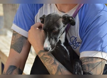 Manjo, freundlich-verspielter aufgeschlossener Galgojunge