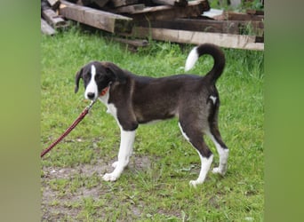 Stella - Familienanschluss gesucht