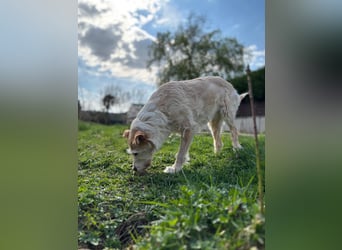 SANDY ❤️ ein liebevoller Gefährte, Pflegefamilie Elsdorf