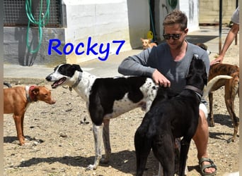 Rocky7 02/2023 (ESP) - sozialer, freundlicher und verschmuster Galgo!