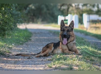 Goran dt. Schäferhund Rüde ca. 4,5 Jahre alt z.Zt. in Ungarn