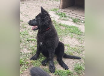 Altdeutsche Schäferhund Welpen