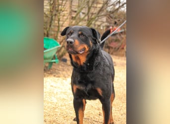 Duke VA - Großer Schmuser auf der Suche nach einem Zuhause