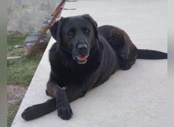 BEPO❤️ verschmuster, kluger Labbi-Senior sucht dringend seine neue Familie