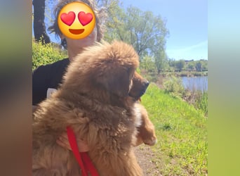 Do khyi Tibetischer Mastiff