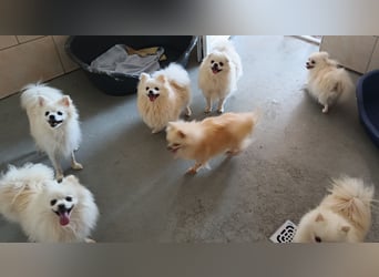 32 Pomeranian- Mädels und Buben (Zwergspitze)