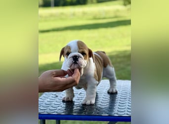 Englischen Bulldogge