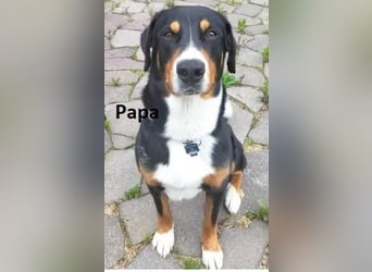 Appenzeller Sennenhund Welpe Rüde reinrassig sucht ein liebevolles Zuhause