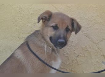 Sunny, ein verspieltes Hundekind auf der Suche nach einem Zuhause fürs Leben