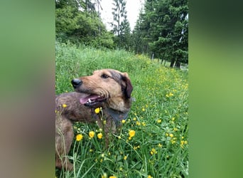 Leo - Jagdterrier Mix