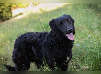 Chip 2277422: Sucht ein Zuhause