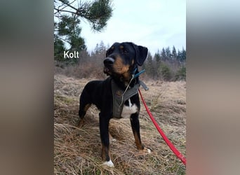 Kolt -Jagdterrier Mix