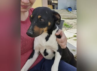 Rufus, wann bekommt er seine Chance?
