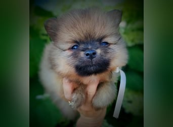 POMERANIAN WELPEN