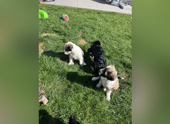 Unser B-Wurf ist geboren