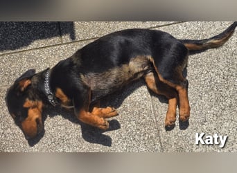 Katy kleines zauberhaftes Dackel Mädchen
