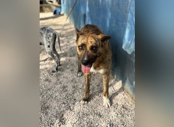 Bimba, wird immer übersehen