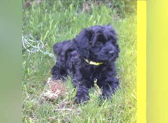 Cockapoo bereit zum Lieben!  - Schenken Sie sich selbst bedingungslose Liebe –