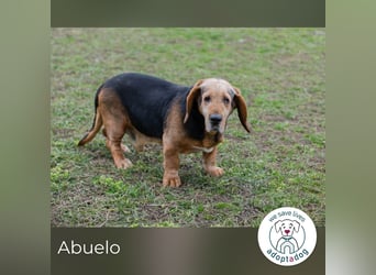 Abuelo: Senior sucht ein Zuhause