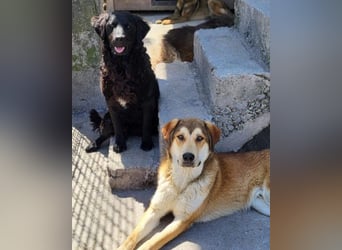 GONZALES❤️ liebenswerter, agiler und neugieriger Kroatischer Schäferhund-Mix
