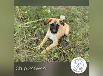 Chip 245944: Hundekind sucht ein Zuhause