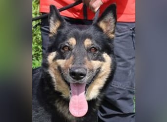 Nana, Mix Schäferhund / Collie, lieb und sozial