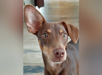 Pino, ein zarter freundlicher Bub