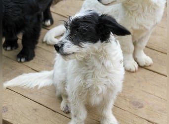 Herziger KELVIN sucht Kuschelpartner fürs Leben