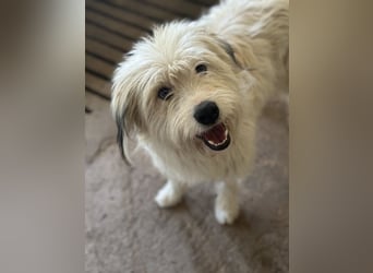 Fluffy, geb. ca. 11/2023, lebt in GRIECHENLAND, auf einer privaten Pflegestelle