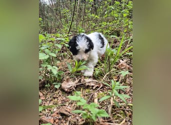 Spanische Wasserhund Welpen reinrassig