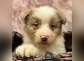 Tolle kleine Mini Australian Shepherd Welpen suchen Ihre Herzenfank