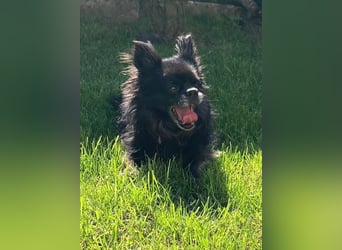 Tylor, menschenbezogen und katzenfreundlich