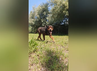 Apu-DG, Charmeur sucht warmes Körbchen!