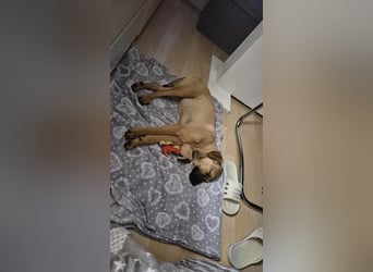 RONDA - menschenbezogene, verspielte Junghündin