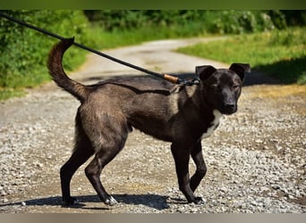 Zorro C68 ist offen im Kontakt mit Menschen