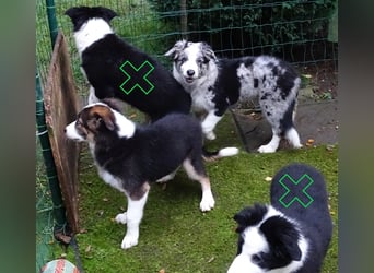 Verkaufe Reinrassige Border Collie Welpen