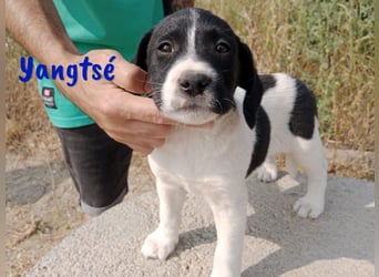 Yangtsé geb. 03/2025 (ESP) - freundlicher Labrador-Mix Welpe!