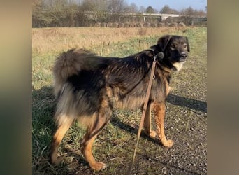 Scotty braucht ein neues Zuhause