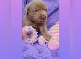 Labrador Aussiedor Welpen aus liebevoller Zucht