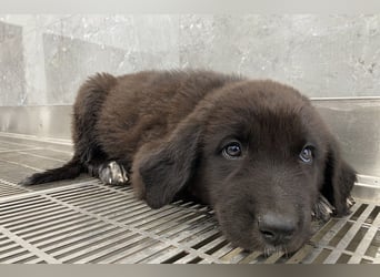 Tyrion, geb. ca. 05/2024, lebt in GRIECHENLAND, auf einer privaten Pflegestelle