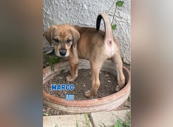 Marco,geb.04/25,hübscher,neugieriger Mischlingsbub sucht seine Familie