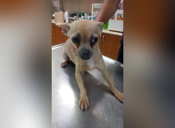 Lola3 PP – Zarte Chihuahua-Dame sucht liebevolles Zuhause