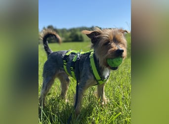 Coco, sucht seine Menschen