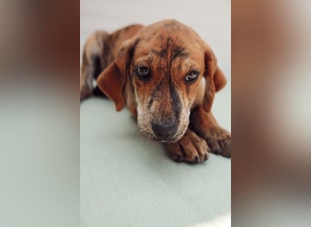 Jagdhund Mix Henri