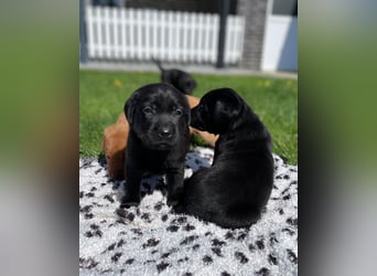 Labrador Welpen in foxred und schwarz aus liebevoller Hobbyzucht